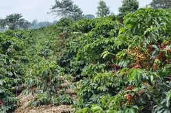 肯尼亚咖啡每年产量 肯尼亚咖啡行业正呈现持续衰退的迹象