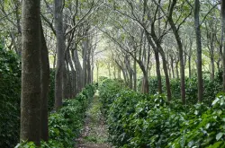 The Shade Catalog农林复合经营对咖啡种植业将产生怎样的影响