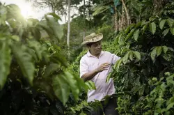 哥伦比亚咖啡 全球气候变暖会对哥伦比亚咖啡行业产生什么影响