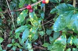 咖啡叶锈病 夏威夷州咖啡协会年会即将举行 意在解决咖啡叶锈病