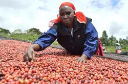 咖啡价格飙升 肯尼亚咖农或重获新生