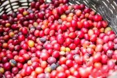 埃塞俄比亚咖啡·大宗商用豆产区：金比/列肯普地 05