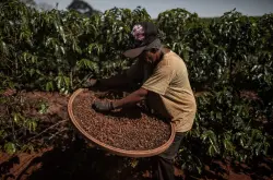巴西咖啡 巴西咖啡产区遭遇干旱 巴西咖啡豆产量将遭遇减产