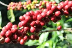 巴西咖啡 巴西咖啡豆产区久旱逢甘露 巴西咖啡产量占居世界第几
