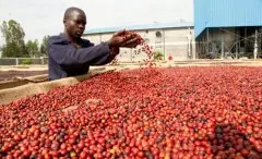 肯尼亚咖啡产区资讯 肯尼亚咖啡产业迎来新机遇 2020咖啡法案通过