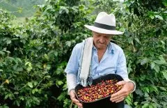 哥伦比亚咖啡 哥伦比亚咖啡因供应紧张导致价格上涨