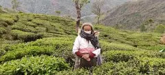 印度大吉岭红茶园的种植者正在走向有机