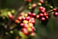 埃塞俄比亚有哪些精品产区 埃塞咖啡豆独特的风味与口感特点是什
