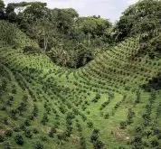 印度咖啡豆种植环境文化及其风味口感特点 咖啡不同的分级制度标