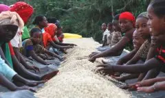 埃塞俄比亚种植咖啡的六大模式详细介绍 阿尔西日晒咖啡豆风味口