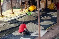 肯尼亚咖啡豆六大产区|咖啡处理法与各大产区的不同风味口感特点