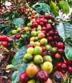 肯尼亚K72双重水洗处理咖啡豆风味特点 肯尼亚咖啡风味