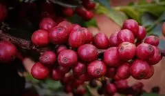 肯尼亚咖啡豆的风味历史发展故事|肯亚NCE及其市场营销运营体系