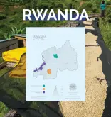 卢旺达咖啡豆产区风味口感特点|卢旺达咖啡品种历史发展及其采收