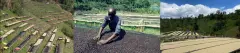 卓越杯对卢旺达咖啡产业的影响 卢旺达咖啡豆的水洗处理风味特点