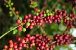 阿拉比卡咖啡豆种 蓝山咖啡豆属于阿拉比卡品种吗手冲冲煮建议？