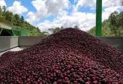 尼加拉瓜咖啡产区帕卡马拉咖啡豆杯测风味特点 天赐庄园历史故事