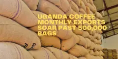 乌干达咖啡豆出口量创造历史 乌干达咖啡豆预计将大量出口中国