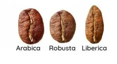 咖啡豆四大种类及风味口感特点介绍 咖啡豆里的咖啡因含量比较