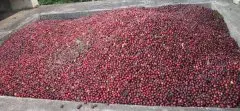 巴西高温干旱对咖啡豆农产品影响 世界咖啡豆产量大幅度下降趋势