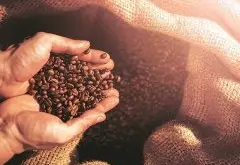 咖啡生豆在哪买如何进口 美、英国美洲巴西咖啡豆出口发展故事