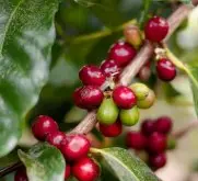 咖啡豆发酵处理方法 碳浸渍厌氧双重厌氧处理法的区别及风味特点