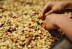 焦糖风味的咖啡豆 美国唯一生产咖啡豆产地夏威夷科娜咖啡豆处理
