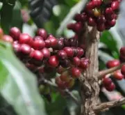 哥伦比亚咖啡豆生产流程 水洗处理法羊皮纸咖啡是什么有什么好处?
