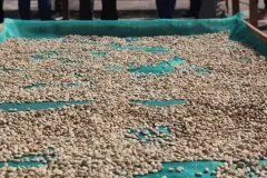 第二大阿拉比卡生产国哥伦比亚咖啡价格生豆危机 国际公平贸易价