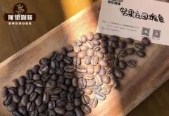 巴拿马沃努果庄园压力厌氧发酵处理瑰夏咖啡豆冲煮参数风味描述