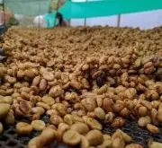 什么是绿咖啡豆 为什么绿咖啡豆这么受欢迎？它有什么用途和好处