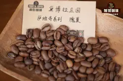 巴拿马瑰夏咖啡豆黛博拉庄园萨维奇无氧发酵日晒咖啡豆风味特点
