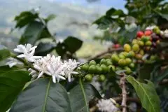 抗叶锈病的咖啡品种有哪些？咖啡叶锈病的防治及危害对经济的影响
