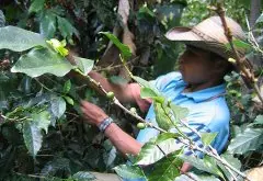 尼日利亚咖啡豆产量与消费量增加 阿拉比卡罗布斯塔生咖啡豆出口