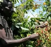 世界咖啡豆种植生产国家与产区大全 咖啡生长环境影响质量与风味?
