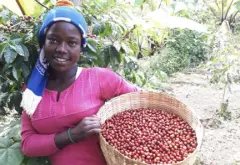 埃塞俄比亚咖啡起源传说故事 耶加雪菲果丁丁咖啡豆怎么冲风味描