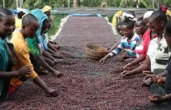 巴拿马水洗瑰夏咖啡豆风味 巴鲁火山区哈特曼庄园咖啡豆种植优势