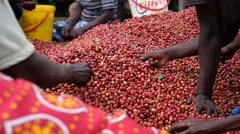 肯尼亚咖啡豆为什么都是红色？肯亚咖啡种植生产历史故事及拍卖系