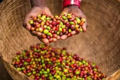 什么是Java咖啡、季风咖啡豆风味口感特点肯尼亚Java咖啡品牌介绍