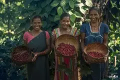 印度遮荫树咖啡阿拉比卡罗布斯塔豆种对比 香辛料风味的咖啡豆？