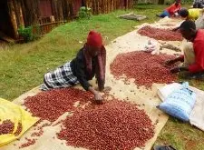 肯尼亚水洗咖啡种植与加工风味特点 咖啡水洗处理厂gikirima 简介