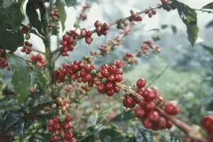 洪都拉斯咖啡历史故事 洪都拉斯茉劳德庄园教父咖啡风味特点介绍