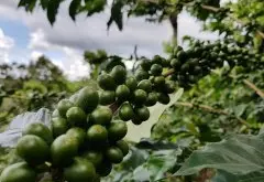 萨尔瓦多咖啡动荡历史故事公平贸易影响 萨尔瓦多黑蜜处理咖啡风