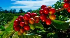 夏威夷科娜咖啡里的咖啡因含量更高？正宗夏威夷咖啡的食用方法