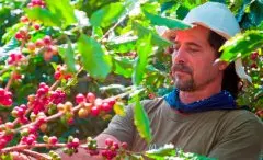 哥斯达黎加咖啡产区庄园蜜处理特点介绍 哥斯达黎加咖啡豆为风味口感品质如何