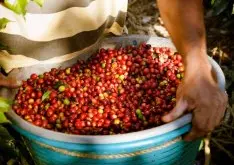 哥斯达黎加拉斯哈拉斯手摘咖啡豆烘焙度及风味 百分之百阿拉比卡
