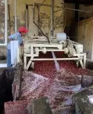 哥斯达黎加咖啡生豆三大处理方法别墅庄园咖啡豆红蜜处理过程风味