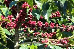哥斯达黎加有机咖啡豆故事有机咖啡豆风味与普通咖啡豆有什么区别