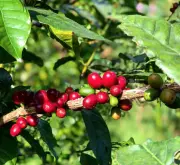 印度尼西亚咖啡行业 印尼咖啡豆的出口与生产罗布斯塔制作速溶咖