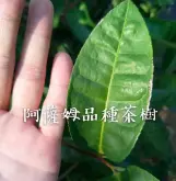 大吉岭小叶种红茶与云南大叶种黑茶区别 大吉岭茶树品种B157风味